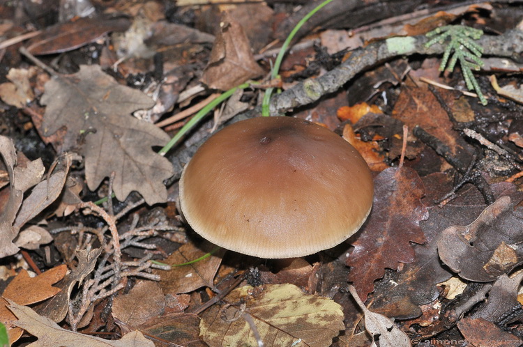Escursione del tardo autunno nelle colline chiantigiane